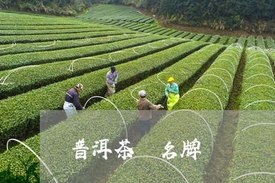 普洱茶 名牌/2023042982649